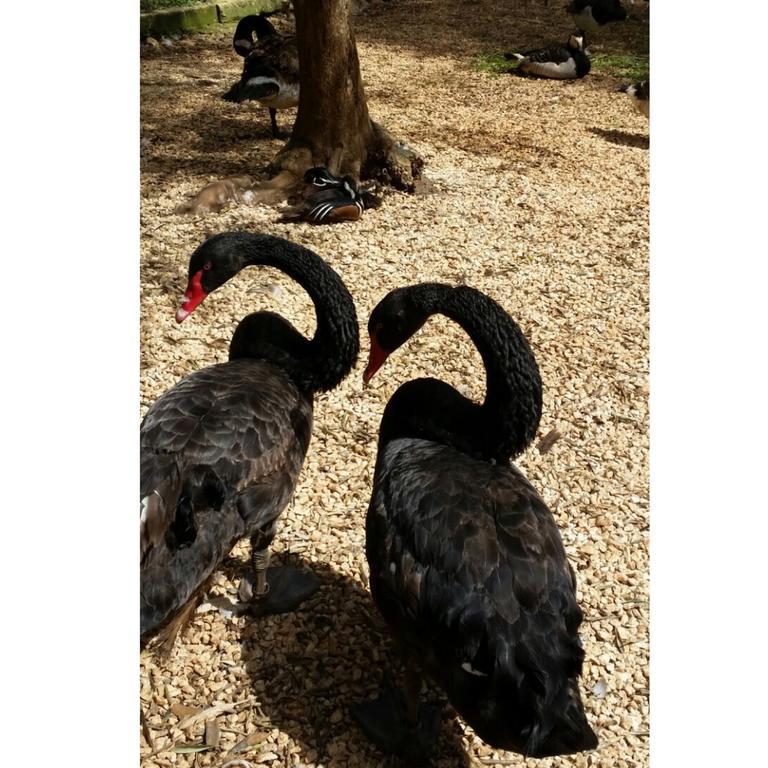 Agriturismo Tenuta Sant'Antonio Cerfignano Экстерьер фото
